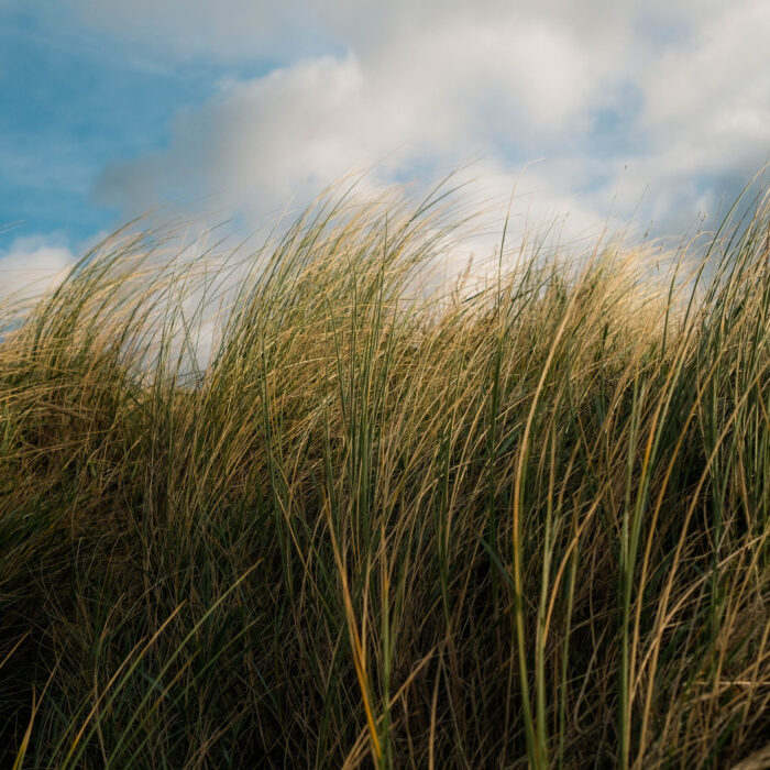 Gras vor einem blauem Himmel mit Wolken